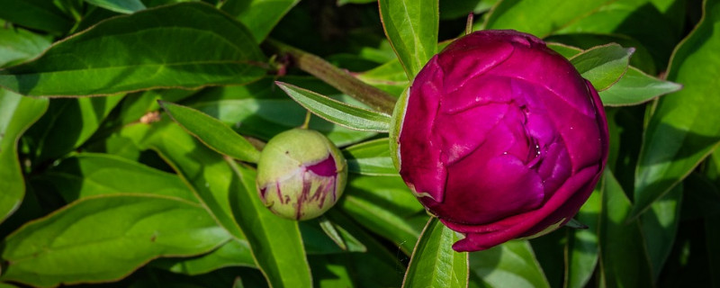 牡丹花夏天干枯还能发芽吗（牡丹花夏天干枯还能发芽吗为什么）