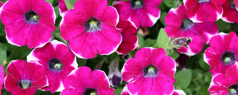 牵牛花室内养好还是露养好（牵牛花在室内能开花吗）