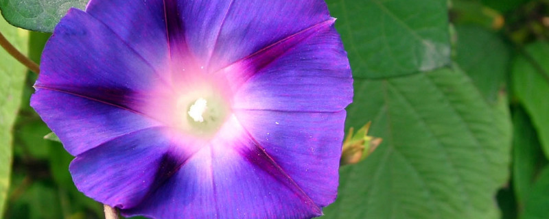 牵牛花能在花盆里生长吗 牵牛花可以种在花盆里吗