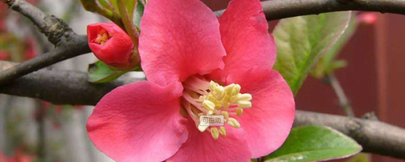 樱花和海棠花区别（樱花和海棠花区别）
