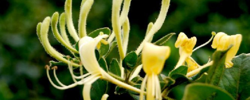 金银花怎么种植好（金银花怎么种植好呢）