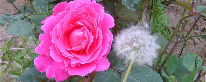 月季花不大是什么原因（月季花不茂盛是什么原因）
