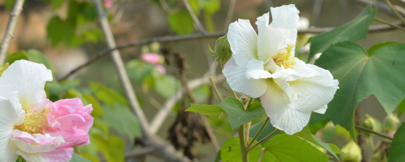 芙蓉花叶子长斑是怎么回事 芙蓉花叶干枯是怎么回事