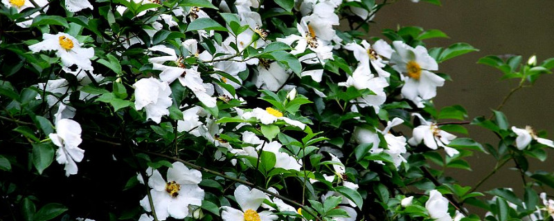 金樱子的花有什么作用（金樱子的花语是什么）