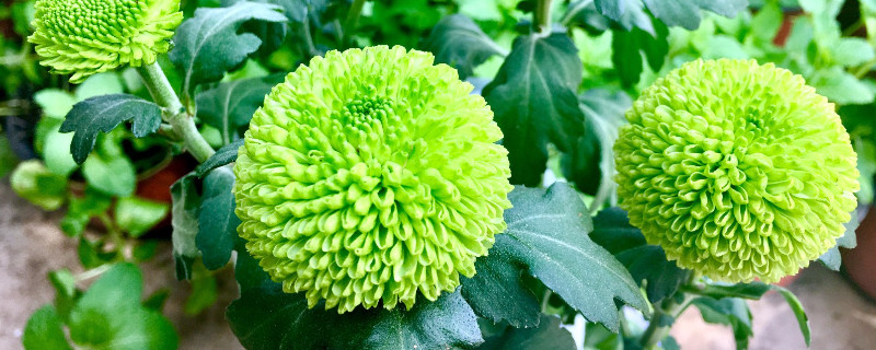 球菊的养殖方法和注意事项 球菊的养殖方法和注意事项 地栽