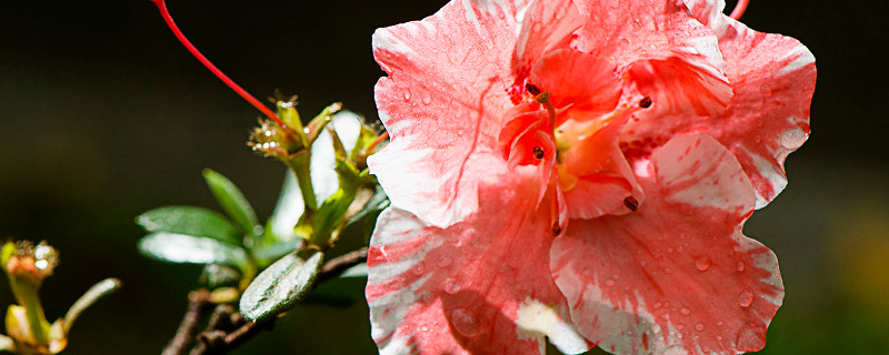 杜鹃花生长期什么时候（杜鹃花生长期什么时候开花）
