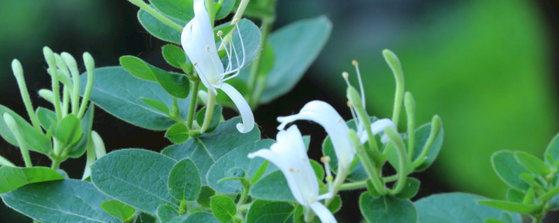 金银花秋季养殖方法 金银花秋季养殖方法有哪些