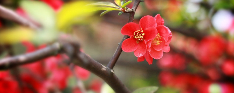 水养腊梅花养护要点 水养腊梅怎么快速开花