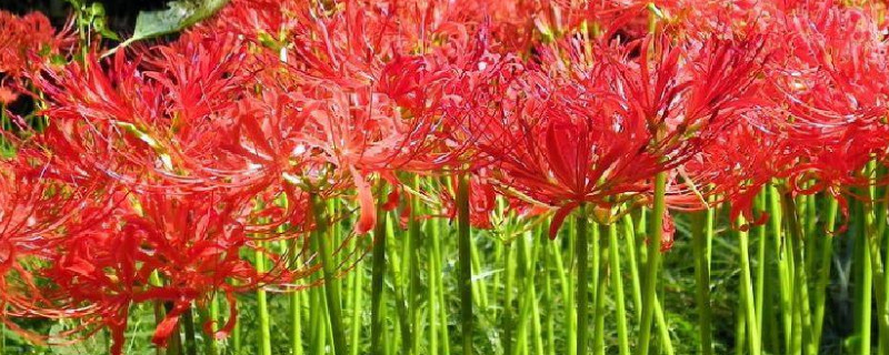 彼岸花能开几天（彼岸花能开多久）