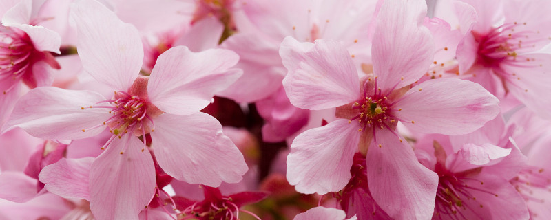 樱花春夏秋冬的变化 樱花春夏秋冬的变化视频