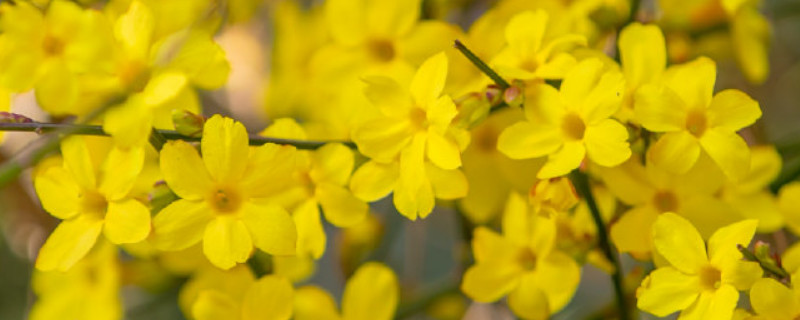 迎春花用肥烧根怎么办（迎春花肥料）