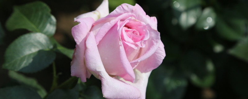 月季花夏季施什么肥好 月季花夏季施什么肥好蓝妖