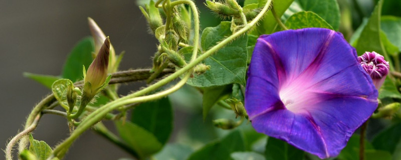 牵牛花移栽容易活吗（牵牛花移栽容易活吗）