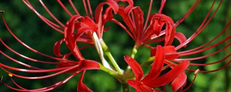 龙爪花和彼岸花一样吗（龙爪花和彼岸花一样吗图片）