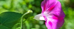 牵牛花换盆怎么才能爆盆 牵牛花换盆怎么才能爆盆快