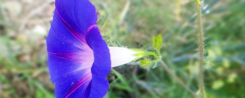 牵牛花种子可以放水里种吗（牵牛花种子可以放水里种吗视频）