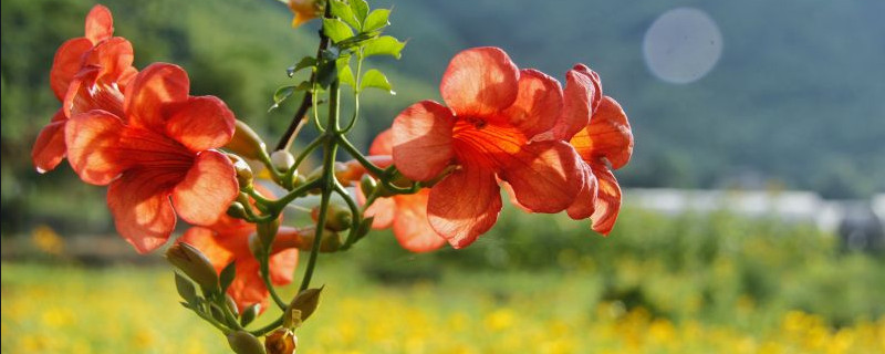 盆栽凌霄花怎样过冬 盆栽凌霄花怎样过冬最好
