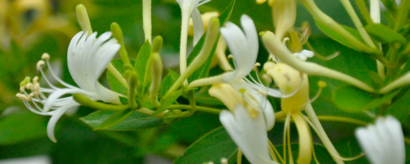 金银花春季怎样抹芽 金银花嫩芽