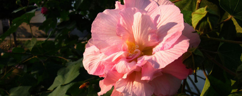 芙蓉花冬天怎么管理 芙蓉花冬天怎么管理最好