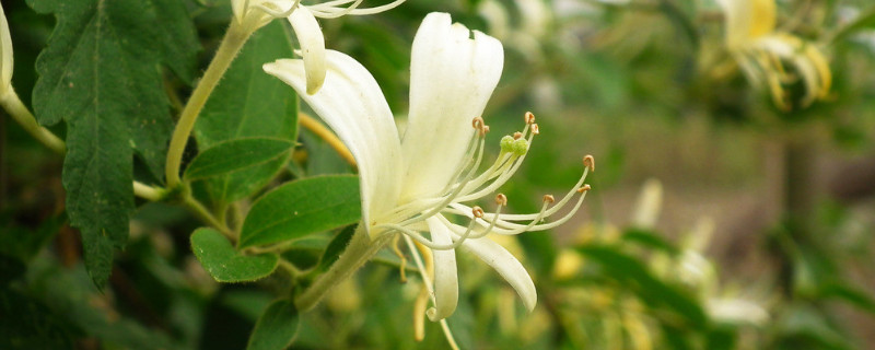 金银花夏天怎么养（金银花夏天怎么养活）