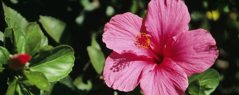 芙蓉花可以修剪枝叶吗（芙蓉花需要修剪吗）