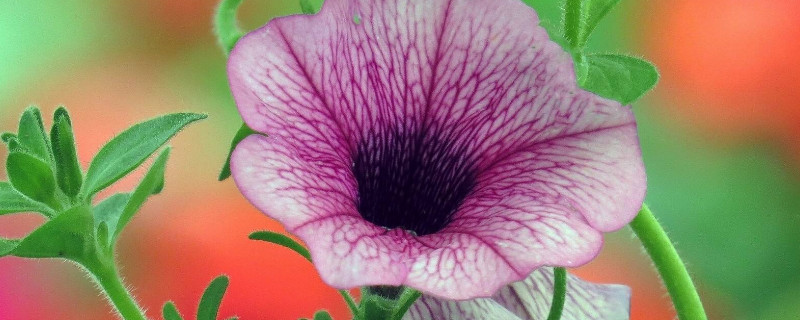 牵牛花怎么定植（牵牛花定植间距）