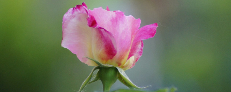 芍药花可以种庭院吗（芍药花种在院里好吗）