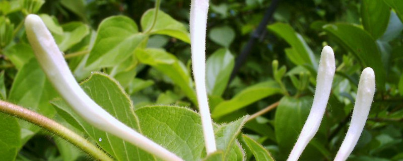金银花能水培吗 金银花能水培吗有毒吗