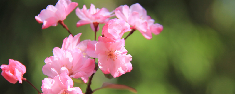 樱花冬天开吗（樱花冬天开吗怎么养）