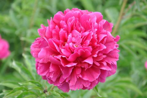 芍药夏天浇水怎么养
