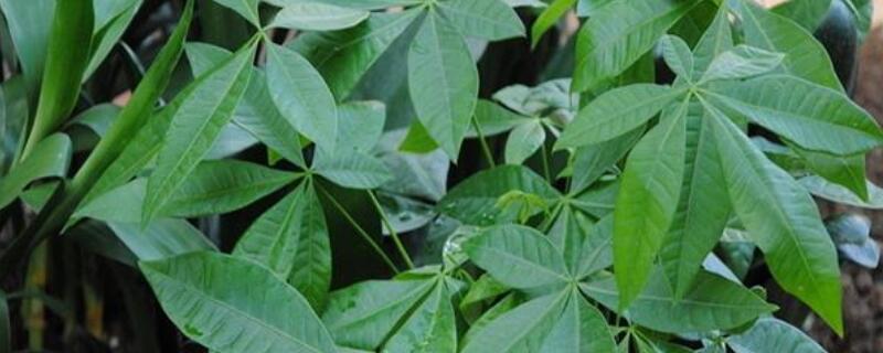 发财树树叶发黄怎么办 发财树用啤酒养才茂盛