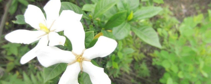 栀子花烂根处理方法（栀子花烂根了怎么处理）