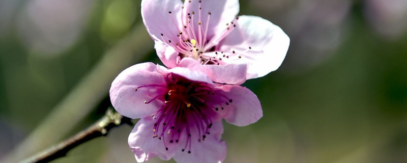 桃花春天开花吗（桃花春天开花吗图片）