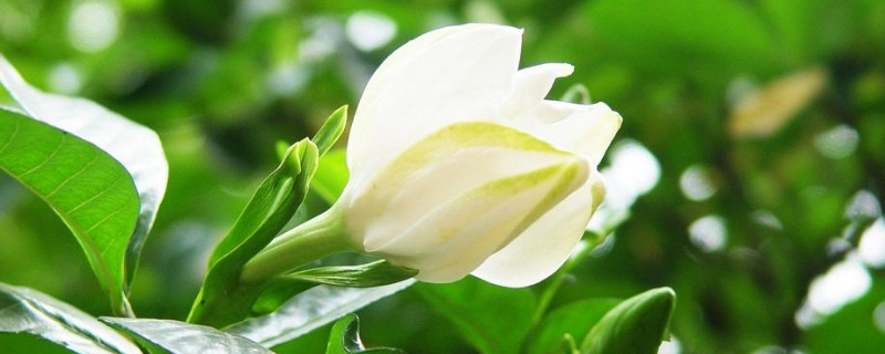 栀子花什么时候花芽分化（栀子花什么时候开始发芽）