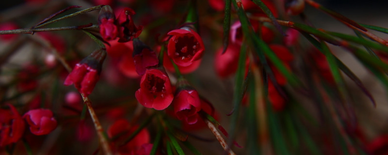 澳梅花期多久（澳梅花能养多久）