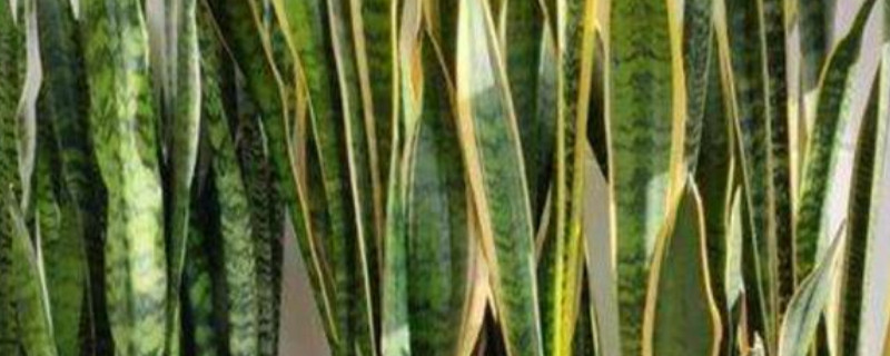 虎皮兰有毒吗能放室内吗（虎皮兰有毒吗能放室内吗冬天）