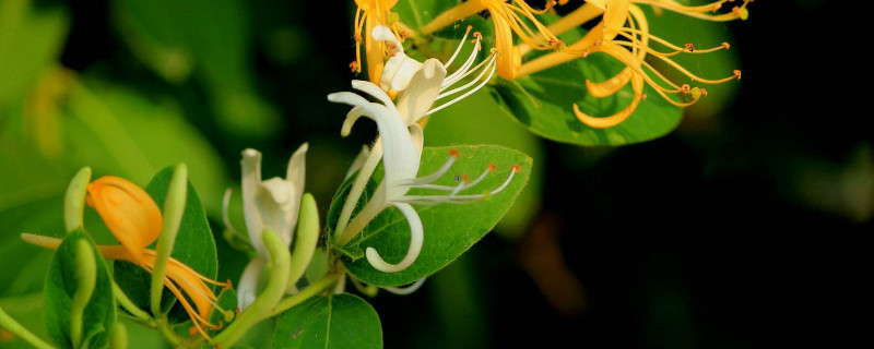 金银花秋季怎么养护（金银花秋季怎么养护和浇水）