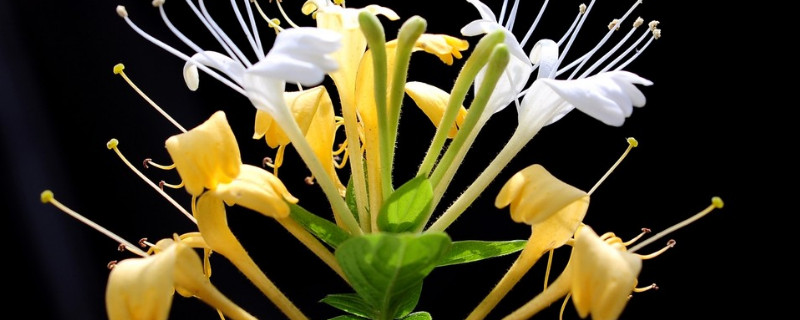 金银花种子怎么种植（金银花种子种植方法和管理）