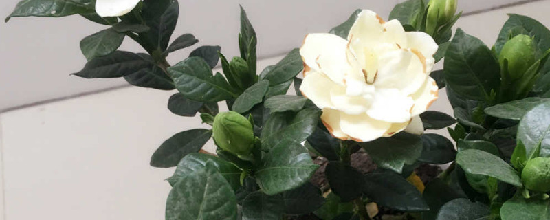 栀子花能耐多少度低温 栀子花能耐低温吗