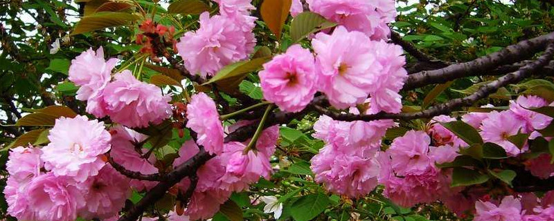 樱花夏天可以修剪吗 樱花夏天可以修剪吗