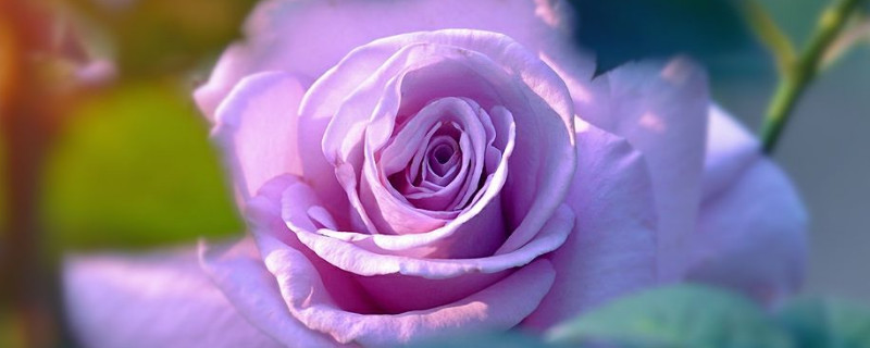月季花可以开多长时间（月季花开多长时间凋谢）