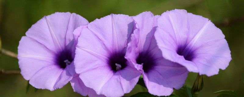 牵牛花介绍 牵牛花介绍卡片