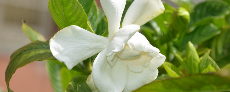 栀子花为什么掉花苞 栀子花为什么掉花苞黄叶不开花