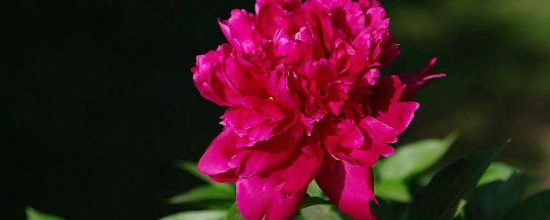芍药花冬天就剩下根了吗（芍药花冬季）