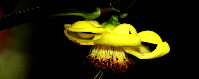 茶花春季养护注意事项 茶花春季养护注意事项有哪些