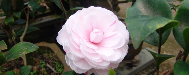 茶花春天几天浇一次水（茶花春天几天浇一次水啊）