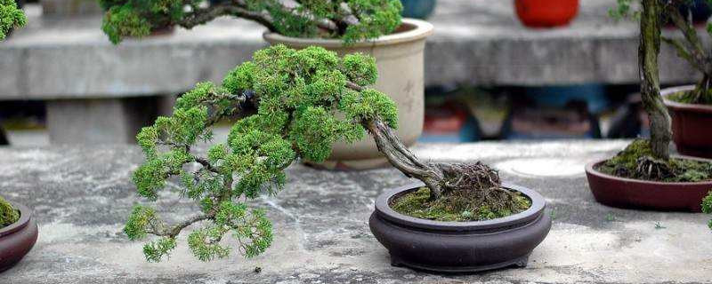 真柏盆景如何过冬（真柏盆景如何过冬视频）