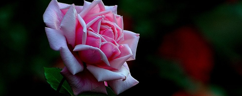 月季花为什么不长花苞（月季花为什么不长花苞怎么回事）