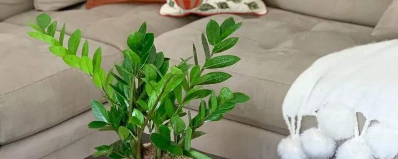 怎样培植金钱树的幼苗 如何培植金钱树使其发芽