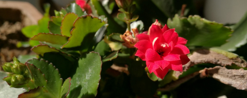 长寿花冬季怎么养殖（长寿花冬季怎么养殖视频）